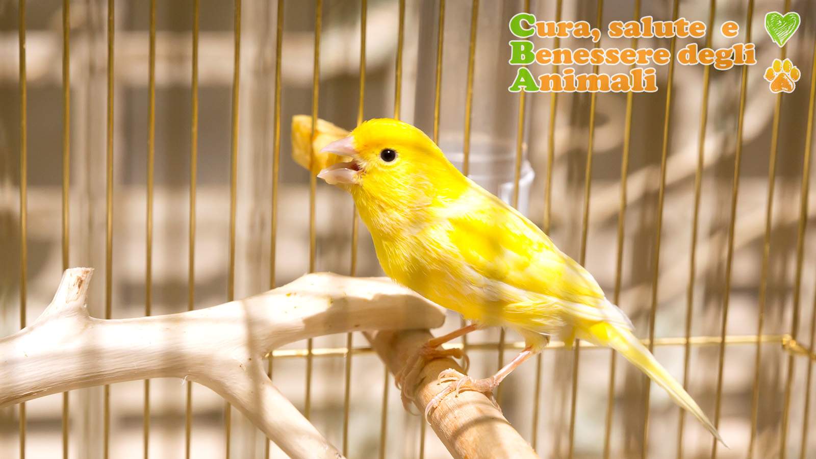 Uccelli in gabbia e selvatici: accessori, mangimi, cura e salute