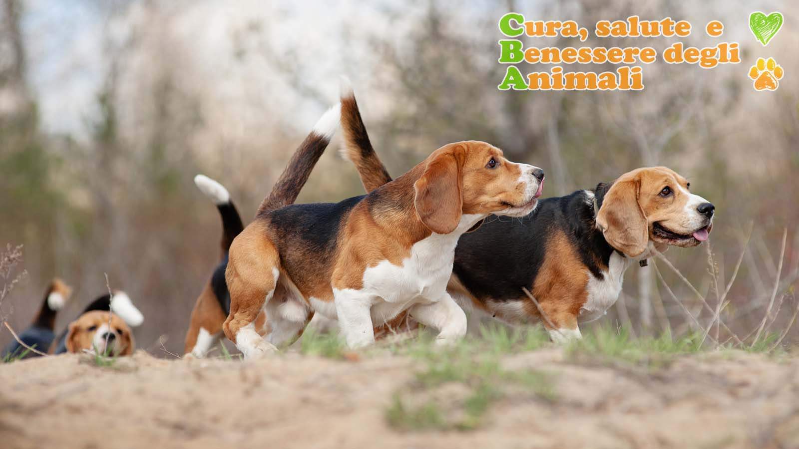 beagle razza di cani da caccia