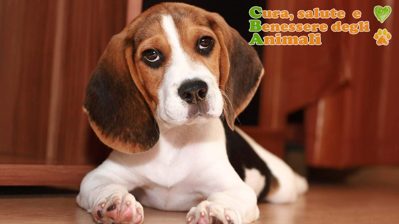 cucciolo di beagle