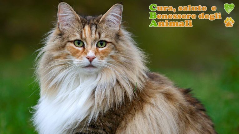 gatto norvegese delle foreste