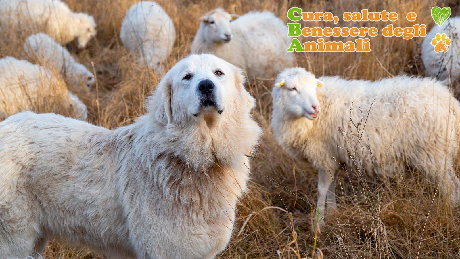 cane da pastore maremmano abruzzese nel gregge