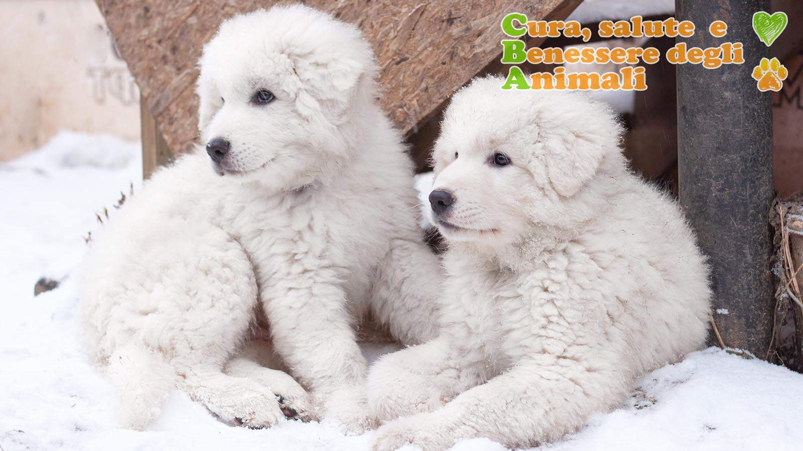 cuccioli di pastore maremmano abruzzese sulla neve