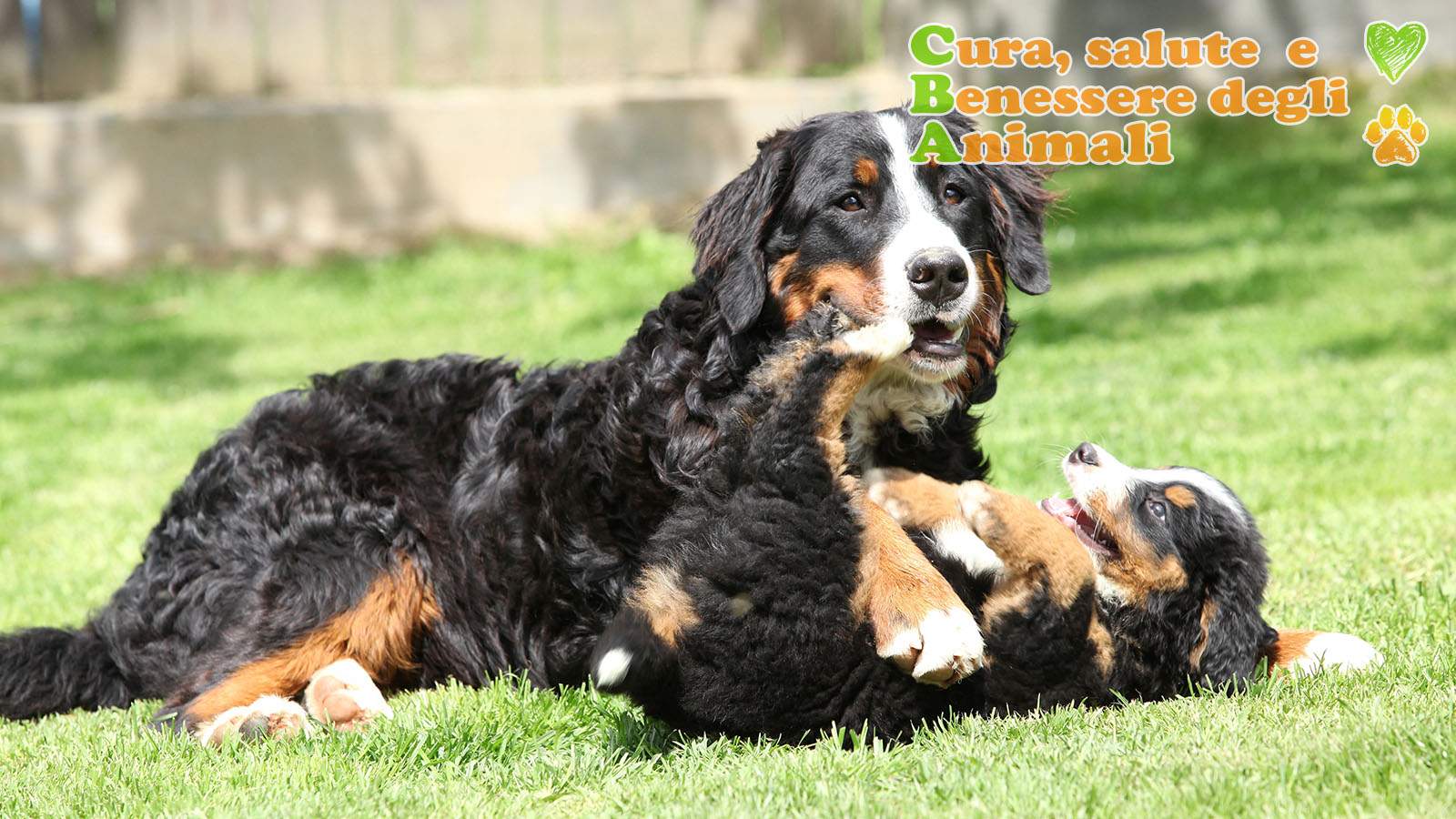 bovari del bernese mamma e cucciolo che giocano