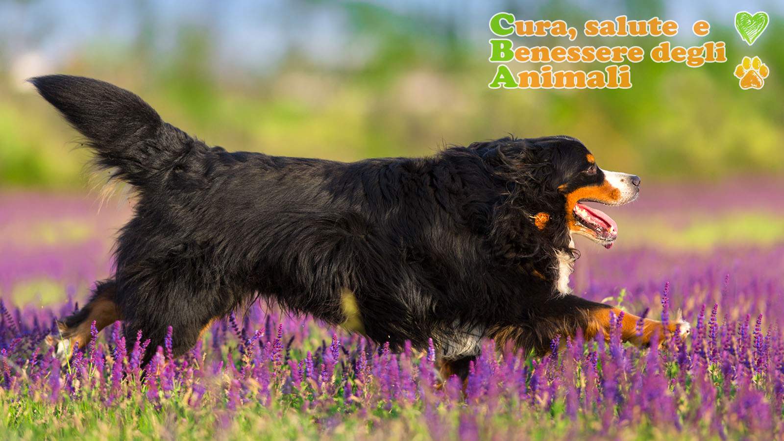 bovaro del bernese di profilo corre in un campo di lavanda