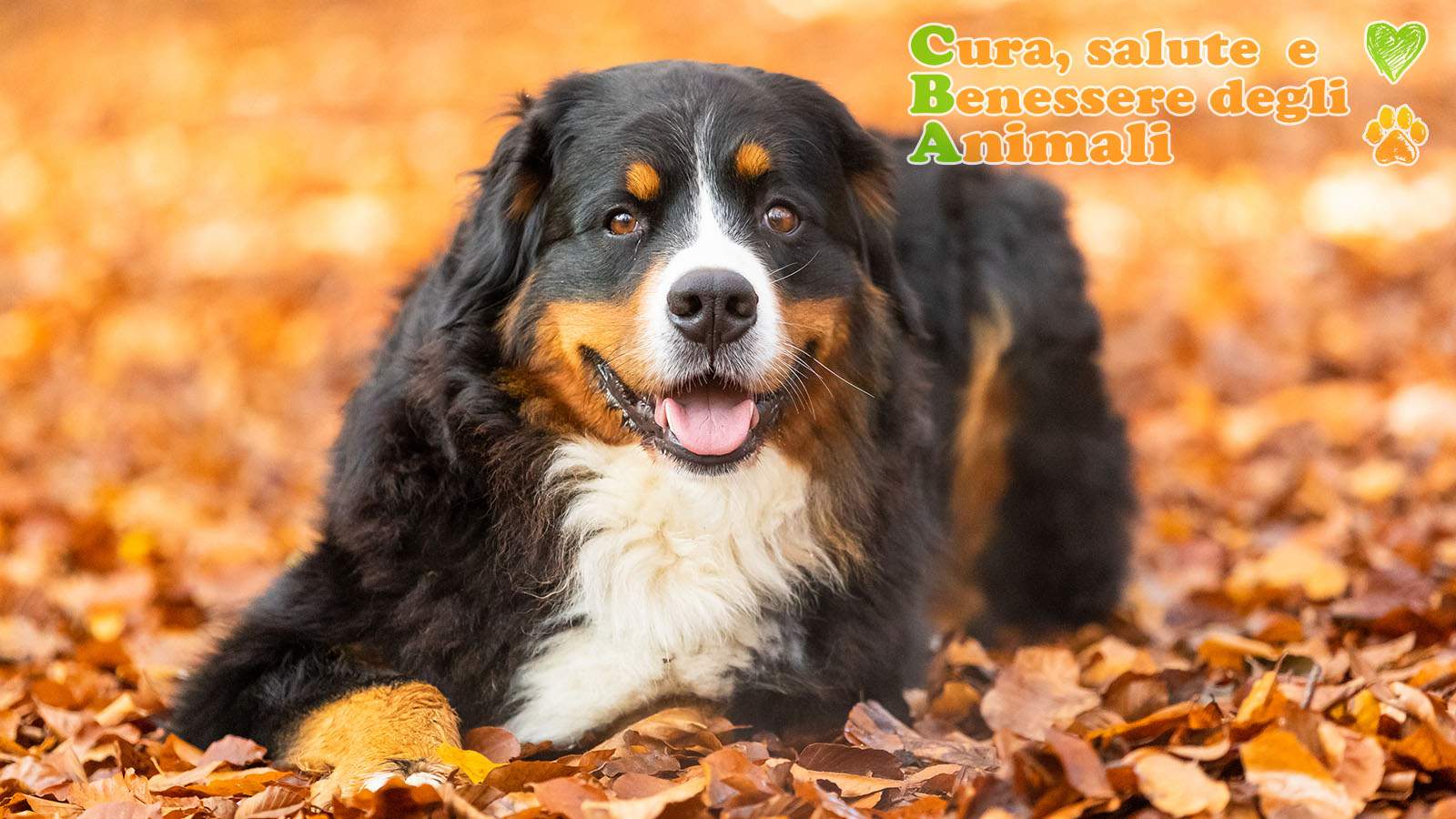 bovaro del bernese in montagna tra foglie secche