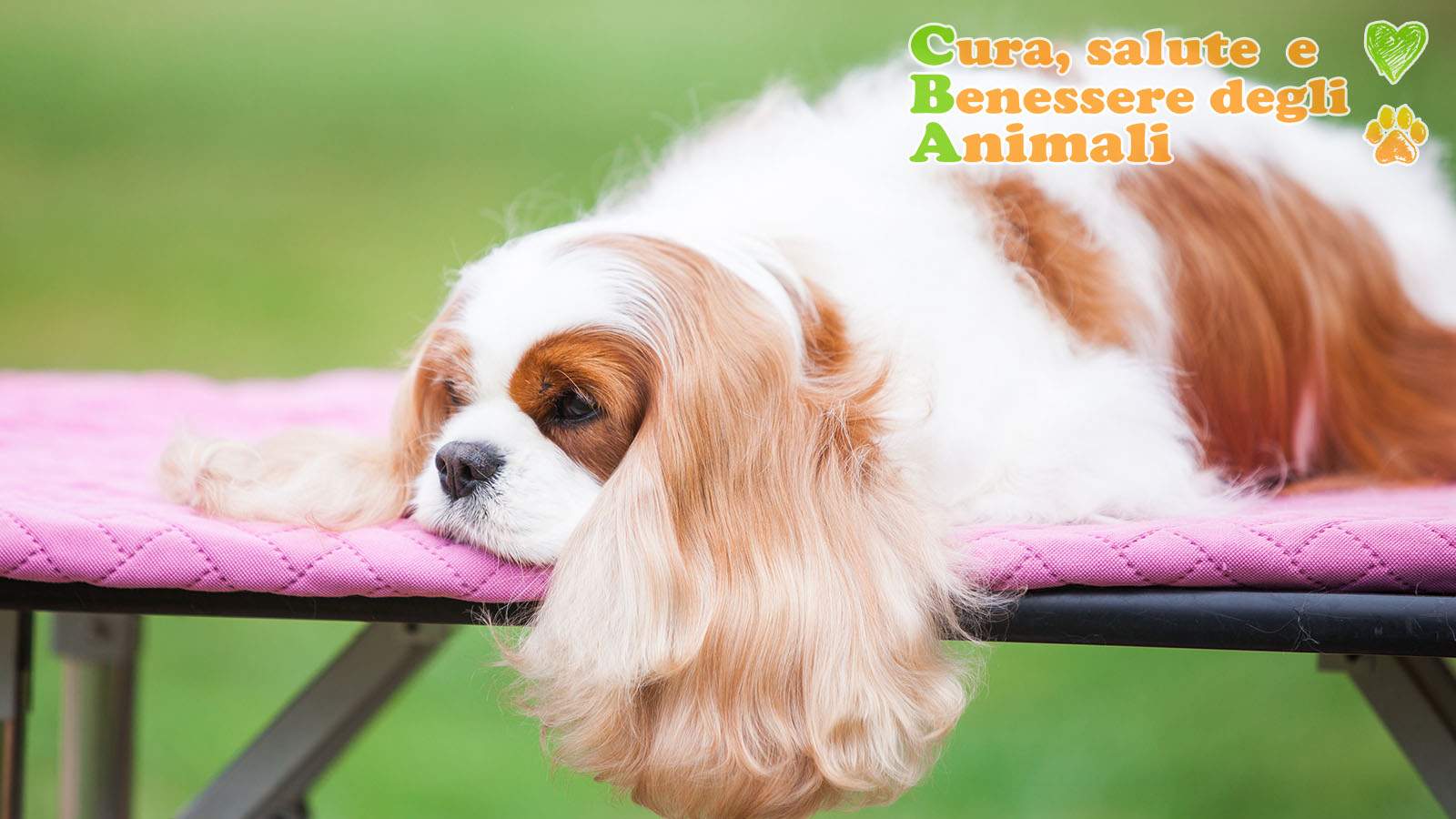 cavalier king charles spaniel con pelo pettinato adagio su lettino rosa