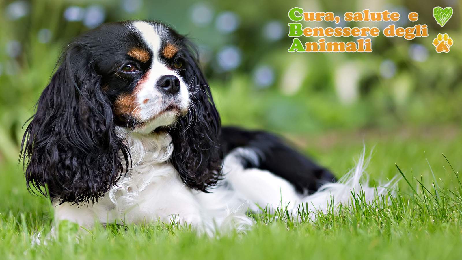 cavalier king charles spaniel nero su prato verde