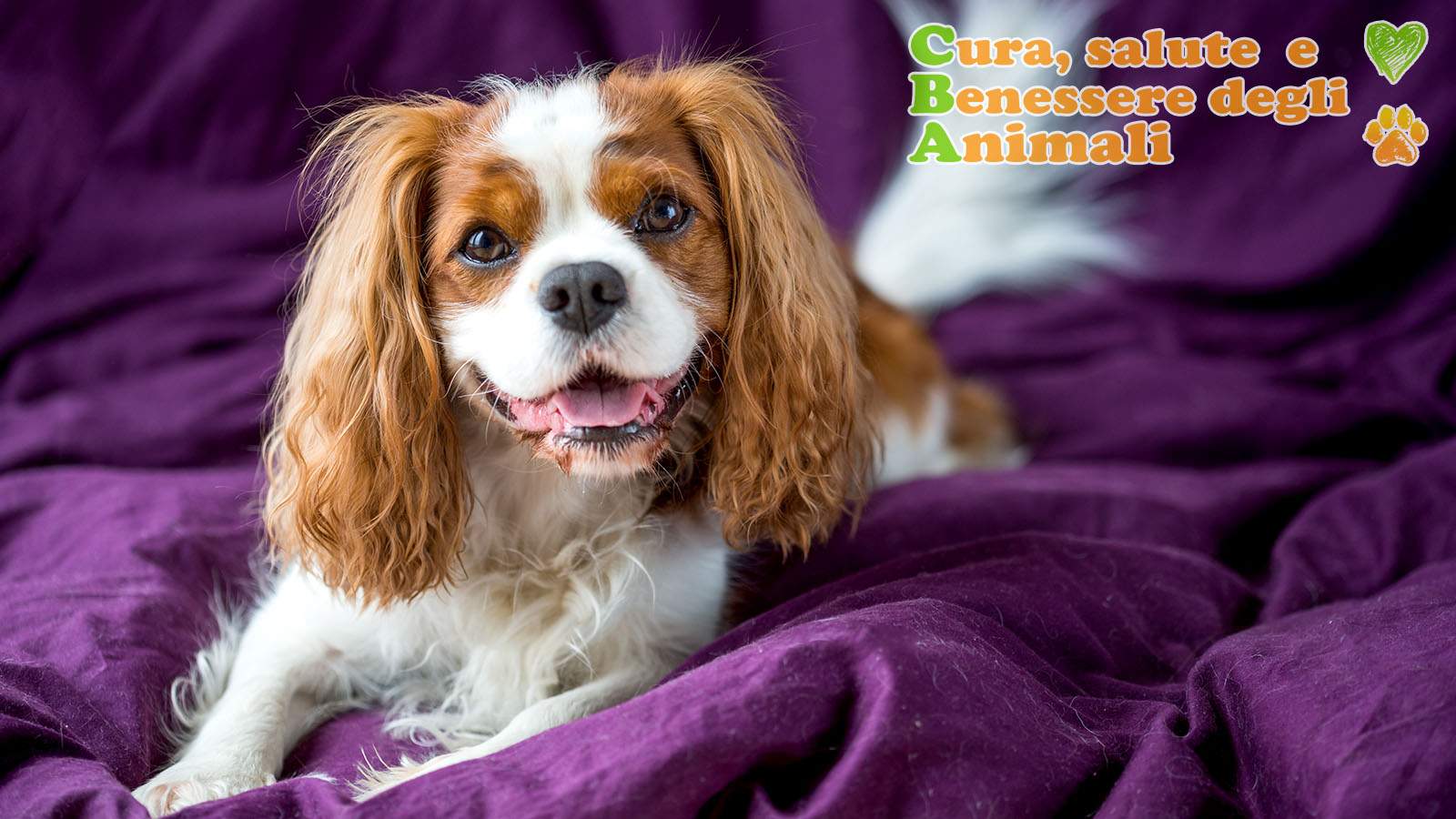 cavalier king charles spaniel su telo viola colore della nobiltà inglese