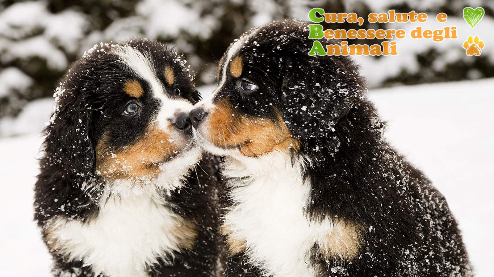 cuccioli di bernese mountain dog