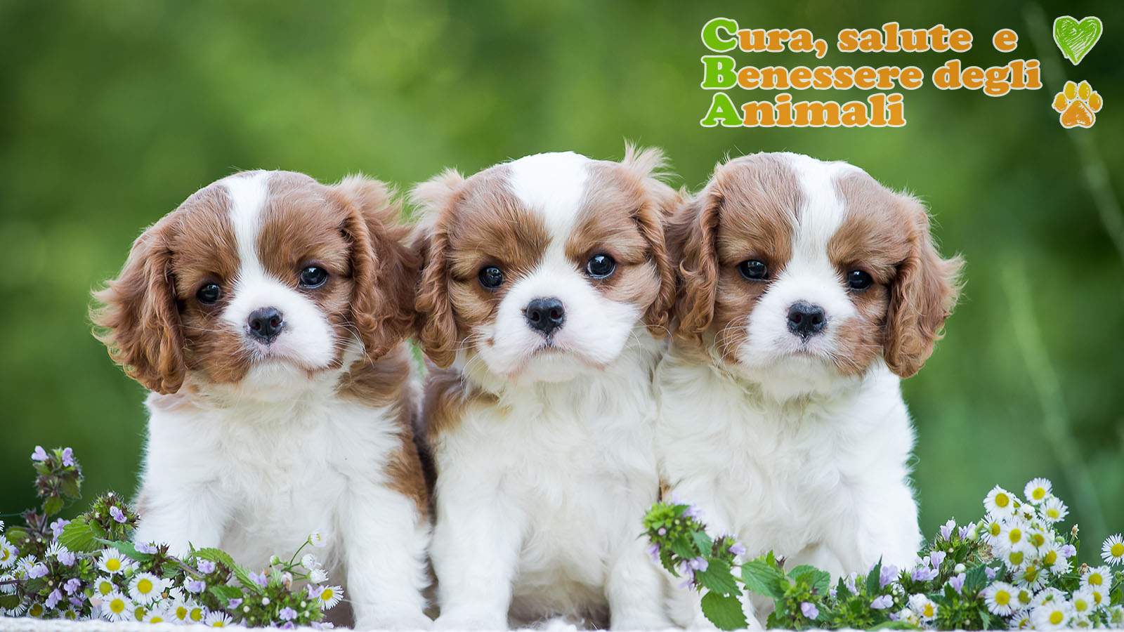 cuccioli di cavalier king charles spaniel tra le margherite