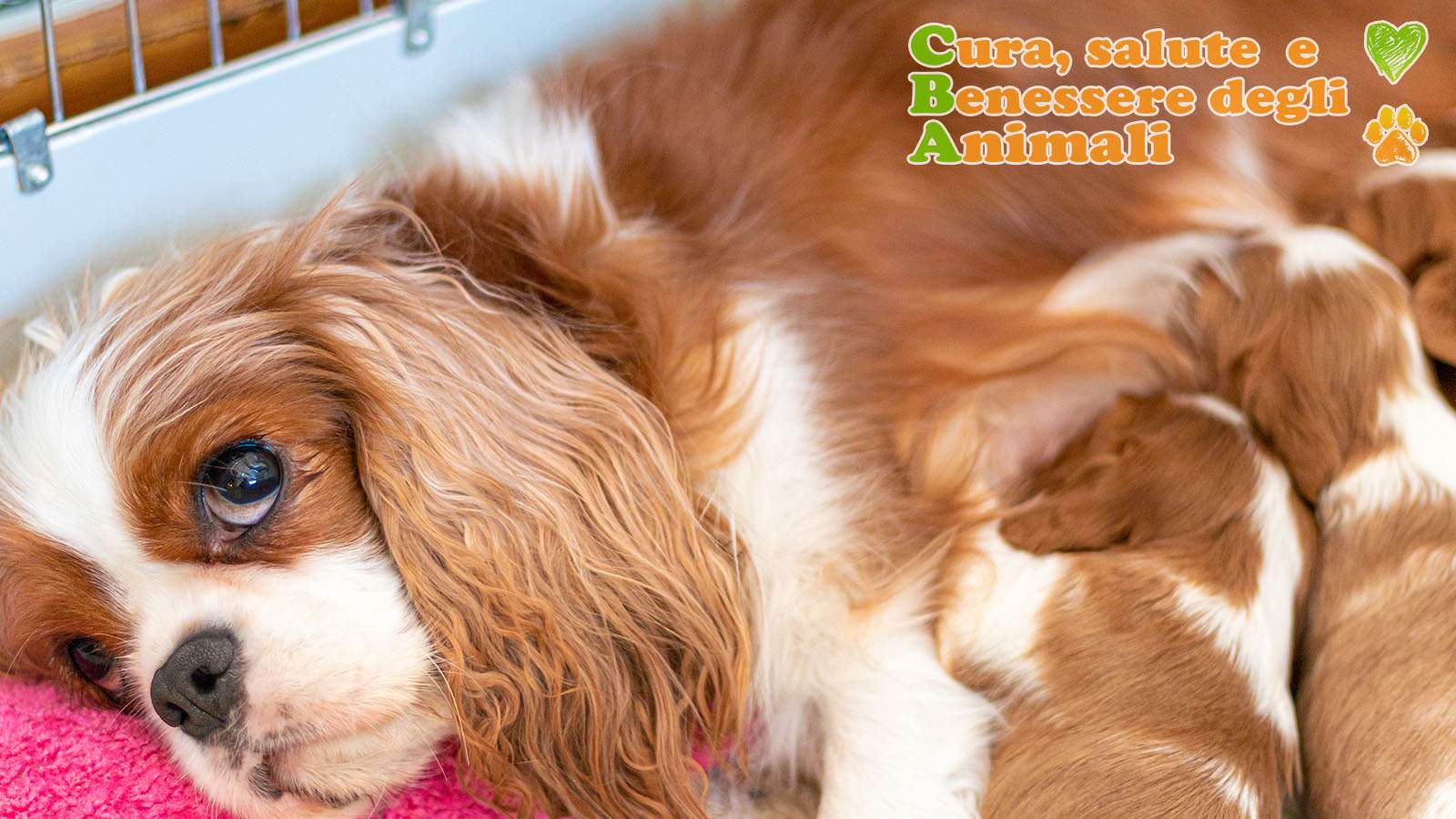 mamma di cavalier king charles spaniel allatta i cuccioli