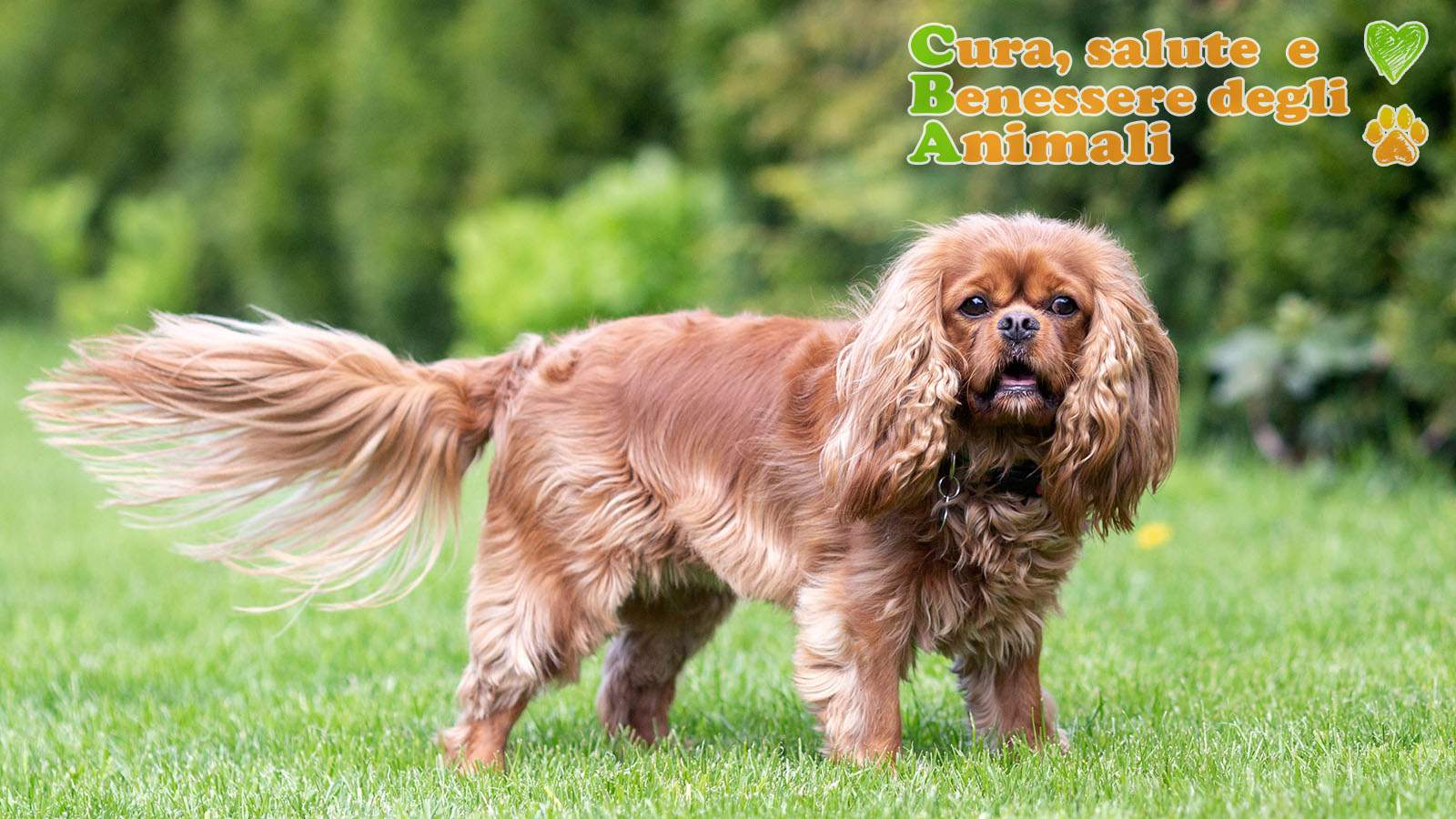 ruby cavalier king charles spaniel in piedi sul prato